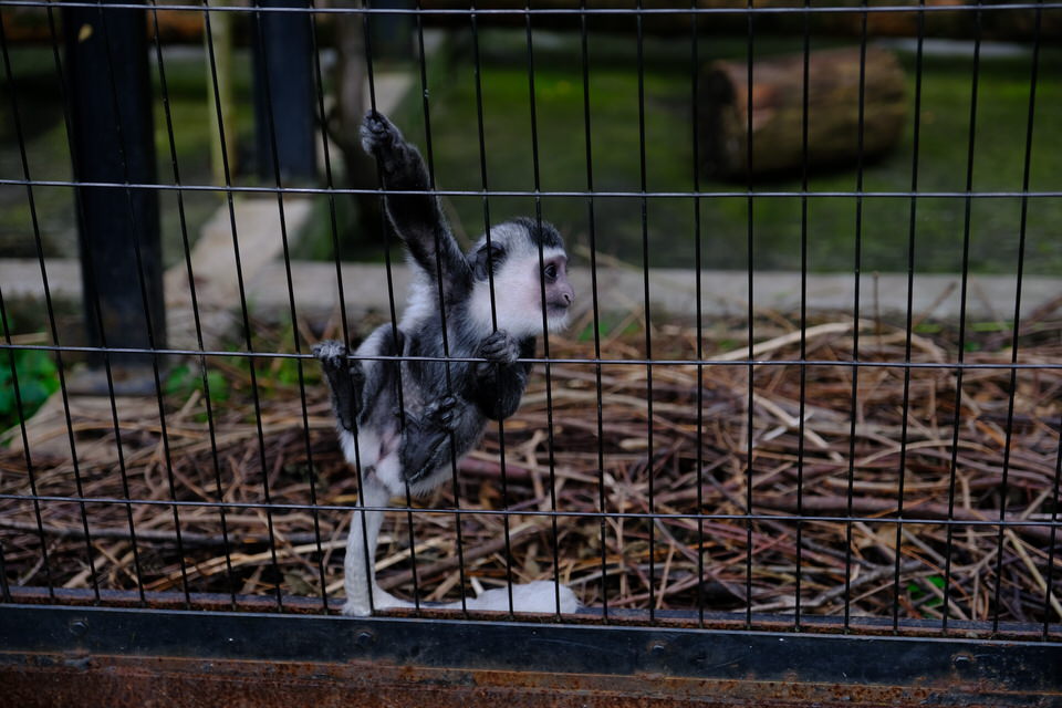 2020年の旭山動物園は仔カバをはじめベビーラッシュ。アビシニアコロブスの赤ちゃん