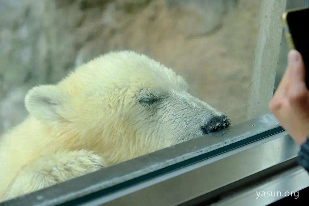 旭山動物園で40年ぶりに誕生したこぐまの「ゆめ」